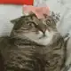 Аватар канала GIFs