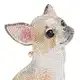Аватар канала Golden Chihuahua