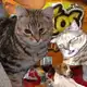 Аватар канала всратые животные