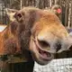 Аватар канала Нацпарк «Лосиный остров»