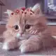 Аватар канала милые котики 💞 животные