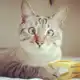 Аватар канала Смешные домашние животные 🐈 Кошки 🐶 Собаки