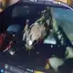 Аватар канала [18+] VultureNest ArtShit | дупло зебры