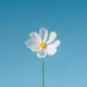 Аватар канала Bloom
