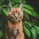 Аватар канала Живтоне/Animolz