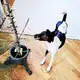 Аватар канала Собака архитектора 🐕