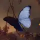 Аватар канала mimesis