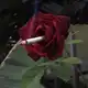Аватар канала cursed images 🥀