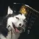 Аватар канала 🐾Kirigati's dog House 🐾