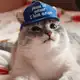 Аватар канала Гифки с котами и забавные картинки