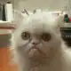 Аватар канала Broken Cats
