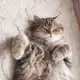 Аватар канала Коты и кошка Крамника