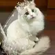 Аватар канала My Dreamy Cats