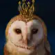 Аватар канала СОВА на ФРИЛАНСЕ 🦉