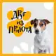 Аватар канала Друг из приюта FABERLIC