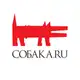 Аватар канала НН.Собака.ru