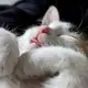 Аватар канала Кошкины заморочки