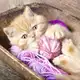 Аватар канала КОШАЧИЙ КАЙФ