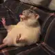 Аватар канала Крысиное королевство🐁