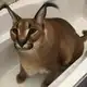Аватар канала Форточник