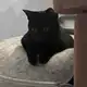 Аватар канала Коммуна им. хвостов и усов