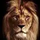 Аватар канала Зов Природы 🦁