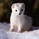 Аватар канала Белый Соболь