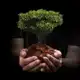 Аватар канала Pequeno broto 🌱
