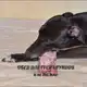 Аватар канала Обед для грейхаундов и не только