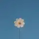 Аватар канала Bloom