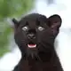 Аватар канала Luna_the_pantera