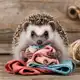 Аватар канала Шьёжик 🦔🐾