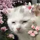 Аватар канала НЮХ белого котика🥥