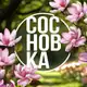 Аватар канала 🌿 Институт СосновКа