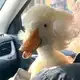 Аватар канала Мама, я купила суккулент!