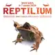 Аватар канала Рептилиум Reptilium | змеи | ящерицы | лягушки | рыбки