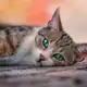 Аватар канала Фриканутые Коты | Мемные Коты