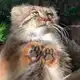 Аватар канала Котовий Кусь