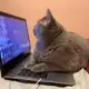 Аватар канала Поп и кот
