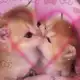 Аватар канала Котячьи пикчи