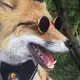 Аватар канала Cheshire Fox
