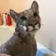 Аватар канала I_am_puma