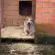 Аватар канала Хвосты с надеждой🐾 Eyes of dogs🐾