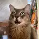 Аватар канала Боженька Кошенька