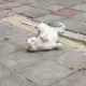 Аватар канала .° [ПОИСК АДМИНОВ] 𝑴𝒚 𝒄𝒂𝒕 𝒄𝒐𝒏𝒇𝒆𝒔𝒔𝒊𝒐𝒏 🐈🐾