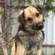 Аватар канала СОБАКИ ИЗ ПРИЮТА