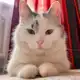 Аватар канала А-ну-ка Давай-ка