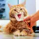 Аватар канала CATS