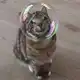 Аватар канала Strange Horny