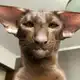 Аватар канала шерстяные друзья